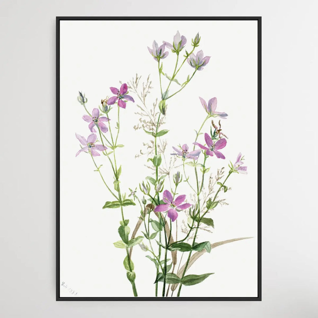 Gentianacease sabbalia angularis (1880) by Mary Vaux Walcott I Heart Wall Art Australia 
