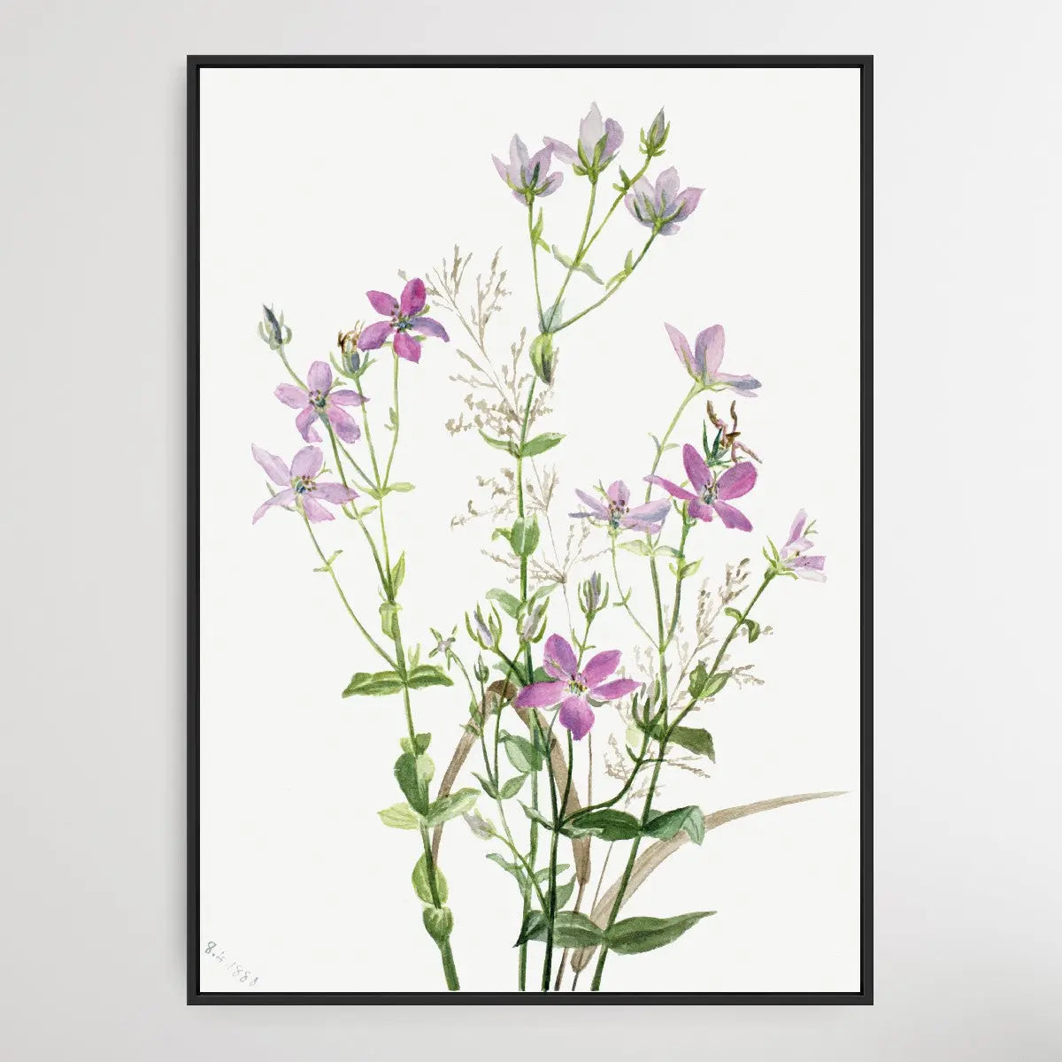 Gentianacease sabbalia angularis (1880) by Mary Vaux Walcott I Heart Wall Art Australia 