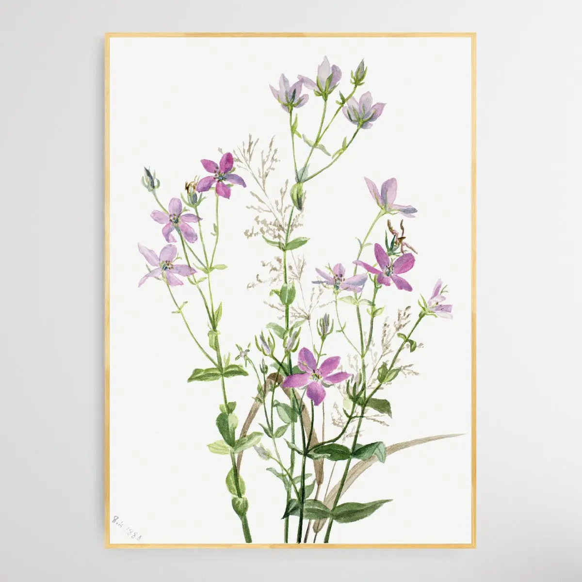 Gentianacease sabbalia angularis (1880) by Mary Vaux Walcott I Heart Wall Art Australia 