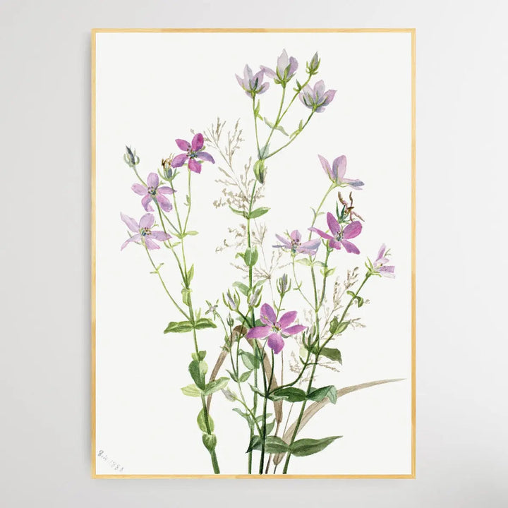 Gentianacease sabbalia angularis (1880) by Mary Vaux Walcott I Heart Wall Art Australia 