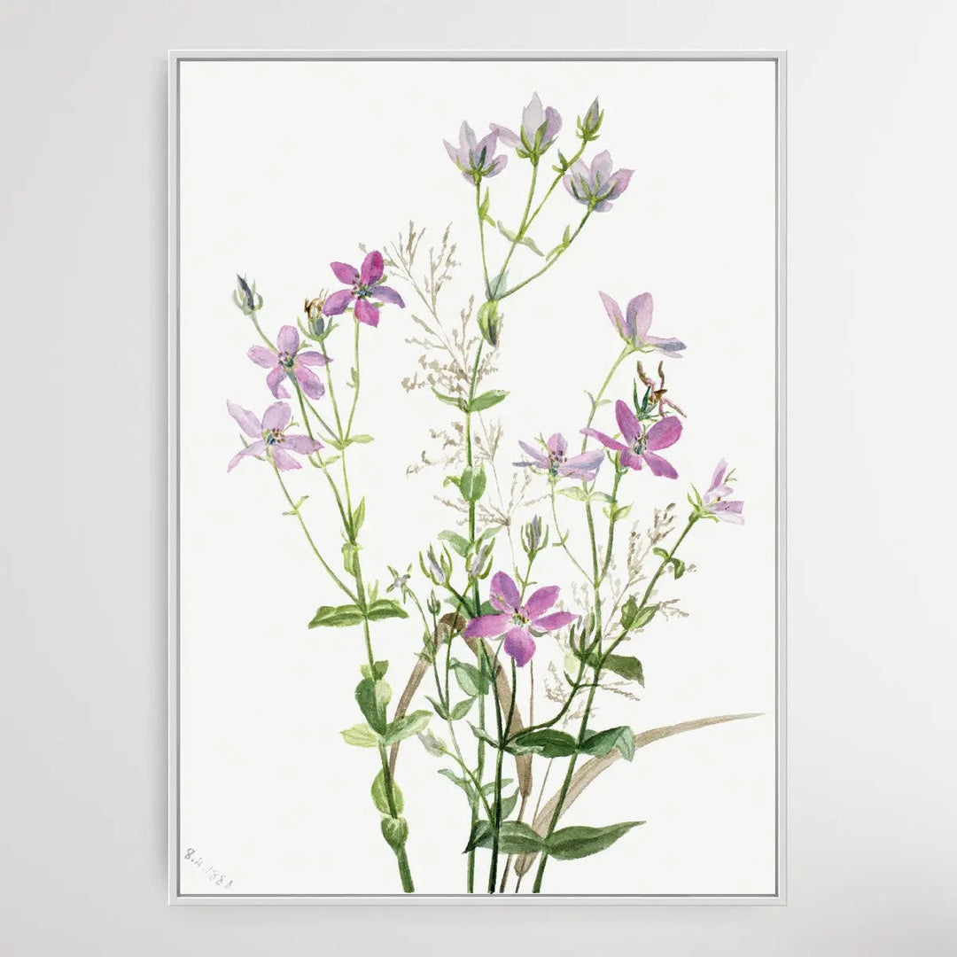 Gentianacease sabbalia angularis (1880) by Mary Vaux Walcott I Heart Wall Art Australia 