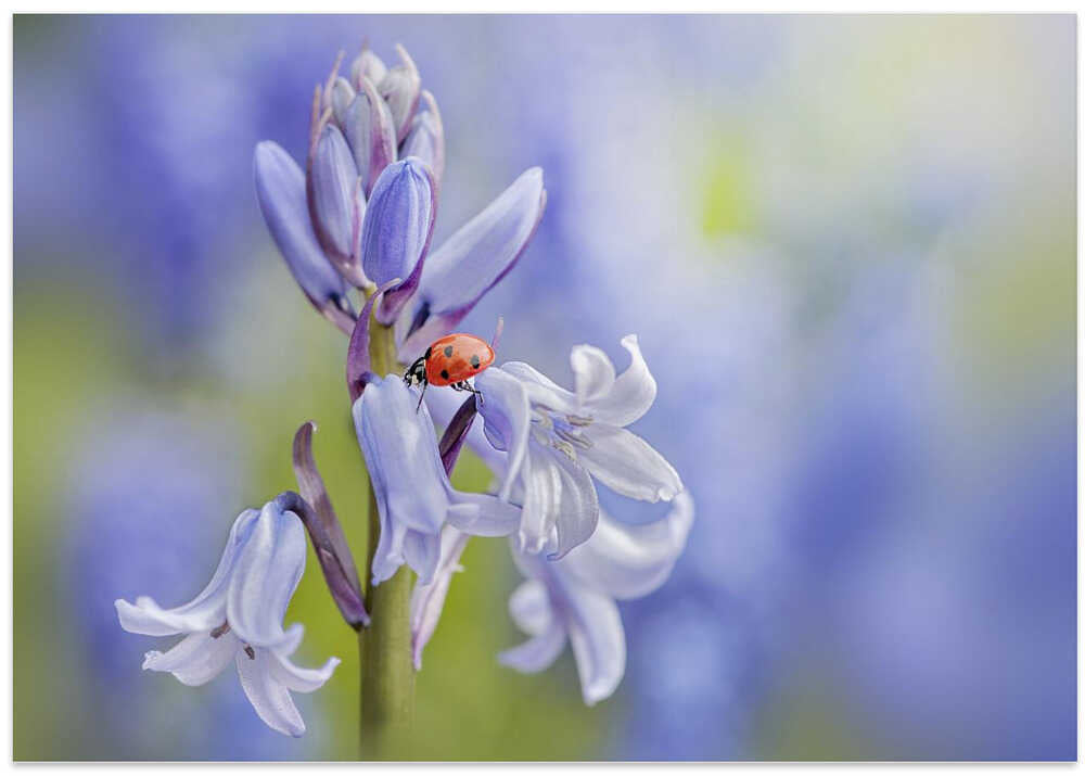 Gentle Bluebell Ladybug - Floral Photographic Stretched Canvas Poster or Fine Art Print