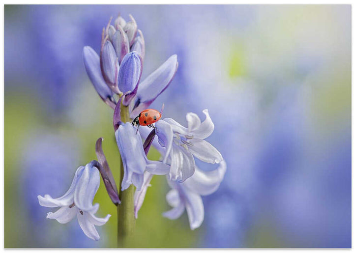 Gentle Bluebell Ladybug - Floral Photographic Stretched Canvas Poster or Fine Art Print