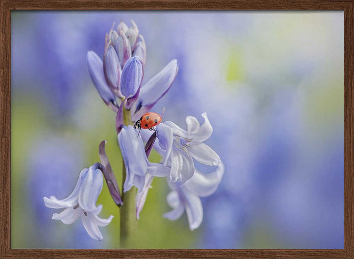 Gentle Bluebell Ladybug - Floral Photographic Stretched Canvas Poster or Fine Art Print