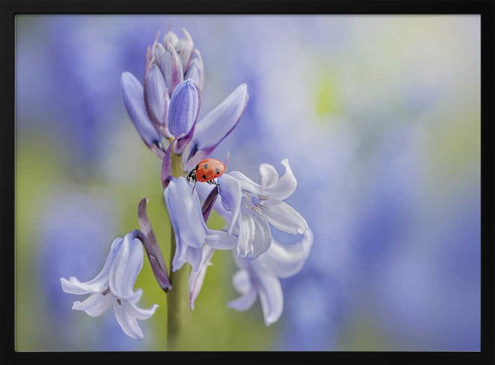 Gentle Bluebell Ladybug - Floral Photographic Stretched Canvas Poster or Fine Art Print