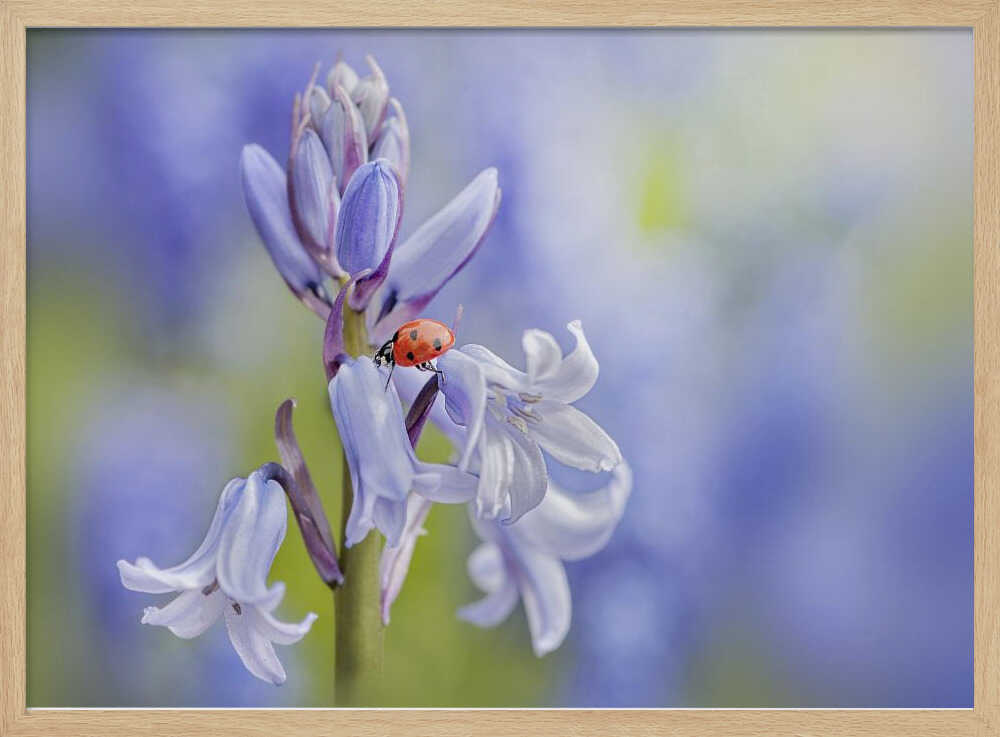 Gentle Bluebell Ladybug - Floral Photographic Stretched Canvas Poster or Fine Art Print