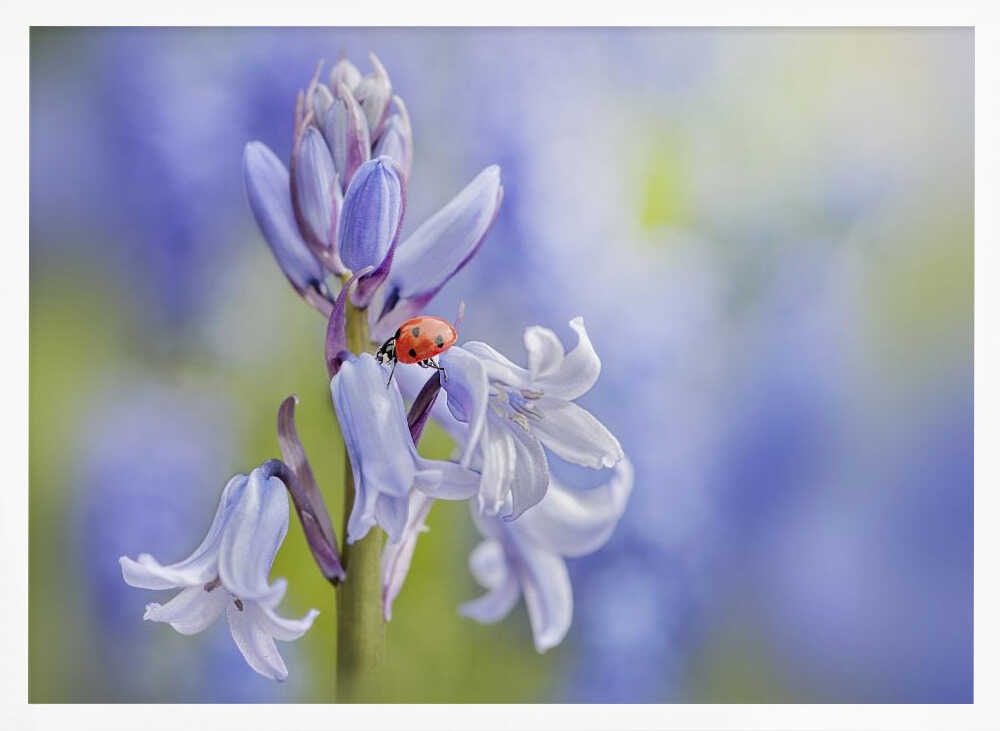 Gentle Bluebell Ladybug - Floral Photographic Stretched Canvas Poster or Fine Art Print