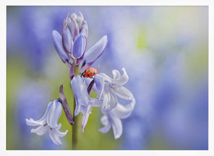 Gentle Bluebell Ladybug - Floral Photographic Stretched Canvas Poster or Fine Art Print