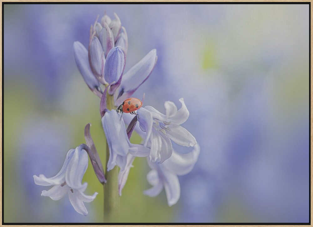 Gentle Bluebell Ladybug - Floral Photographic Stretched Canvas Poster or Fine Art Print