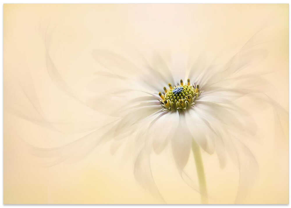 Gentle Daisy Bloom - Floral Photographic Stretched Canvas Poster or Fine Art Print