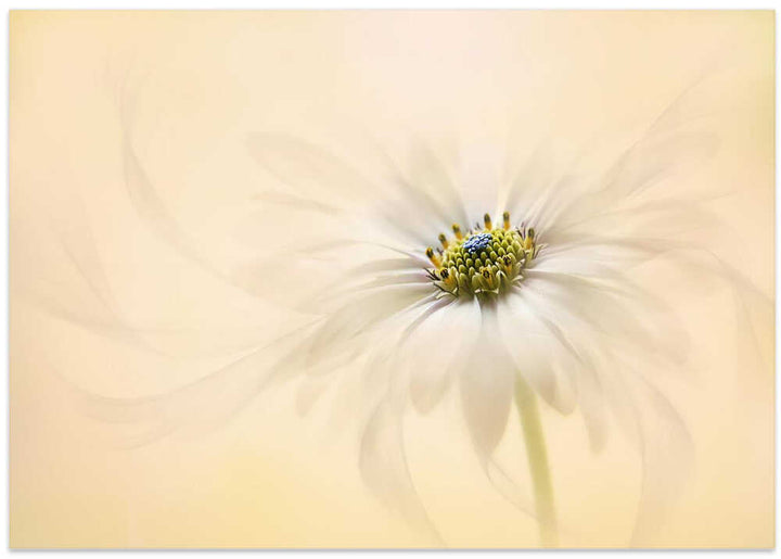 Gentle Daisy Bloom - Floral Photographic Stretched Canvas Poster or Fine Art Print