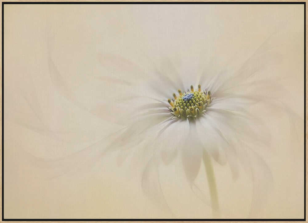 Gentle Daisy Bloom - Floral Photographic Stretched Canvas Poster or Fine Art Print