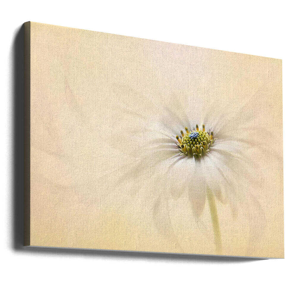 Gentle Daisy Bloom - Floral Photographic Stretched Canvas Poster or Fine Art Print