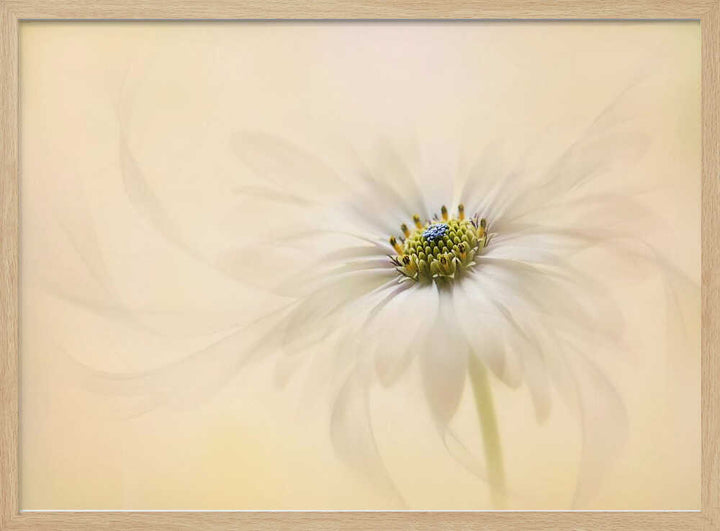 Gentle Daisy Bloom - Floral Photographic Stretched Canvas Poster or Fine Art Print