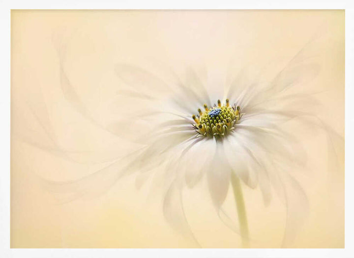 Gentle Daisy Bloom - Floral Photographic Stretched Canvas Poster or Fine Art Print