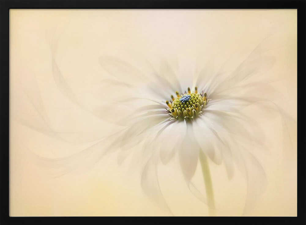 Gentle Daisy Bloom - Floral Photographic Stretched Canvas Poster or Fine Art Print