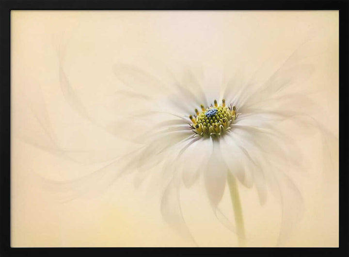 Gentle Daisy Bloom - Floral Photographic Stretched Canvas Poster or Fine Art Print