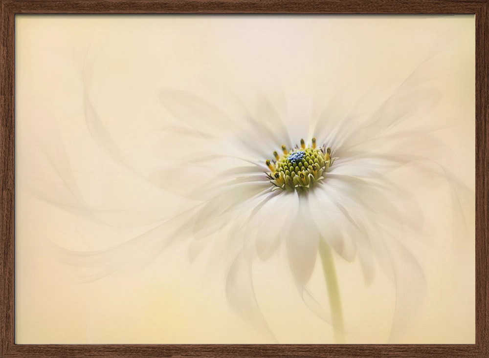 Gentle Daisy Bloom - Floral Photographic Stretched Canvas Poster or Fine Art Print