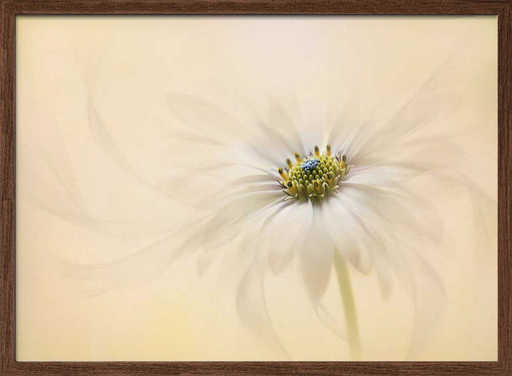 Gentle Daisy Bloom - Floral Photographic Stretched Canvas Poster or Fine Art Print