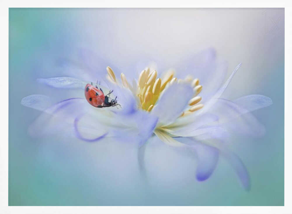 Gentle Ladybug Blossom - Floral Photographic Stretched Canvas Poster or Fine Art Print