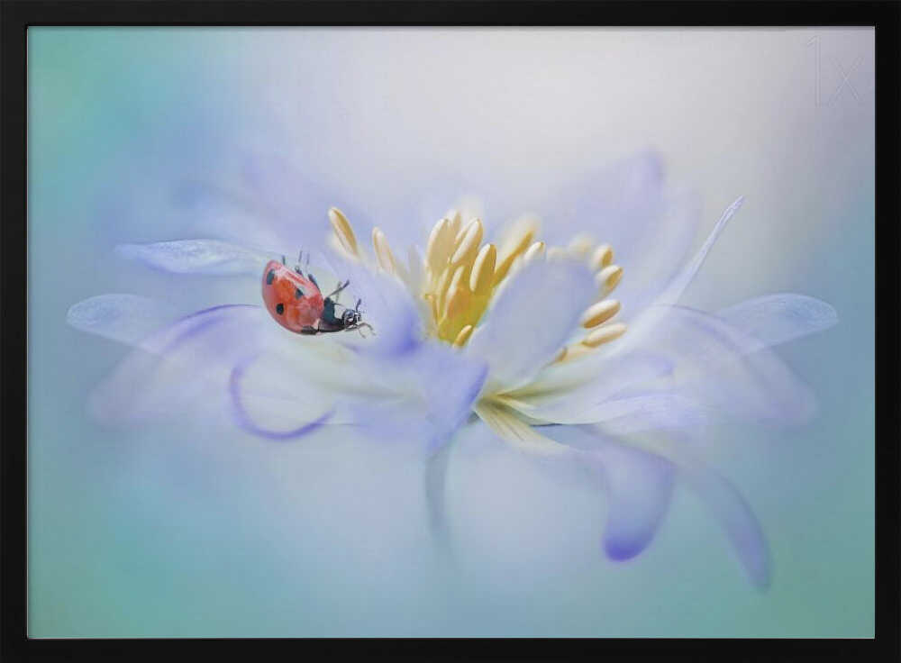 Gentle Ladybug Blossom - Floral Photographic Stretched Canvas Poster or Fine Art Print