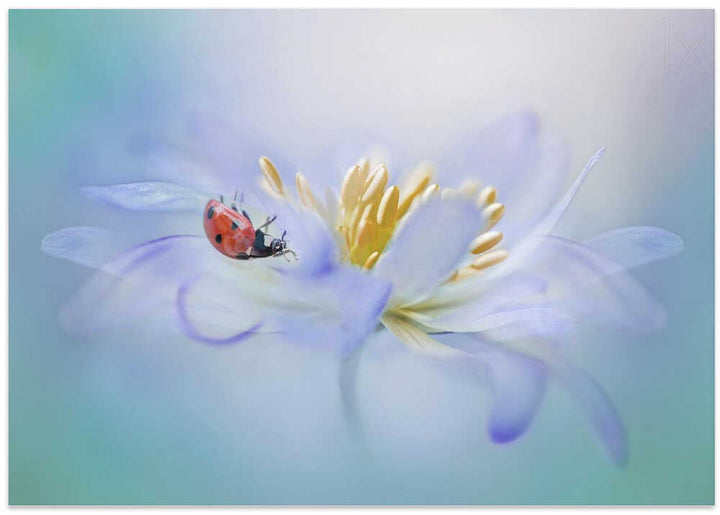 Gentle Ladybug Blossom - Floral Photographic Stretched Canvas Poster or Fine Art Print