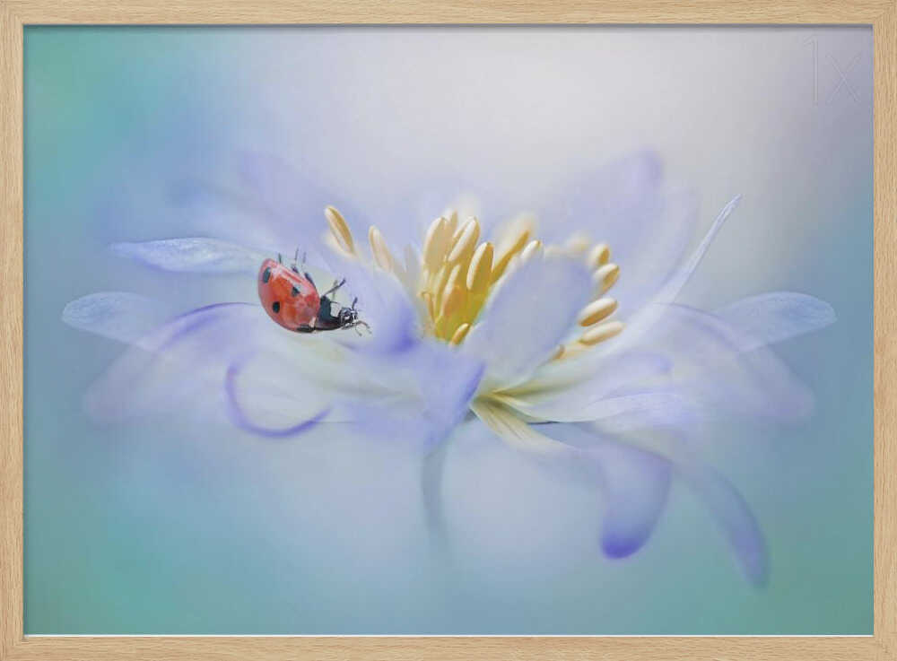 Gentle Ladybug Blossom - Floral Photographic Stretched Canvas Poster or Fine Art Print