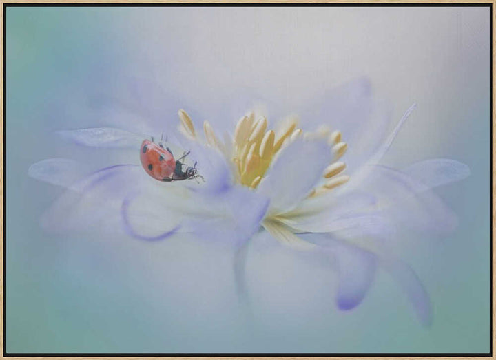 Gentle Ladybug Blossom - Floral Photographic Stretched Canvas Poster or Fine Art Print