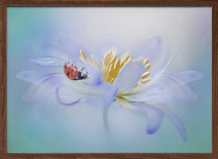 Gentle Ladybug Blossom - Floral Photographic Stretched Canvas Poster or Fine Art Print