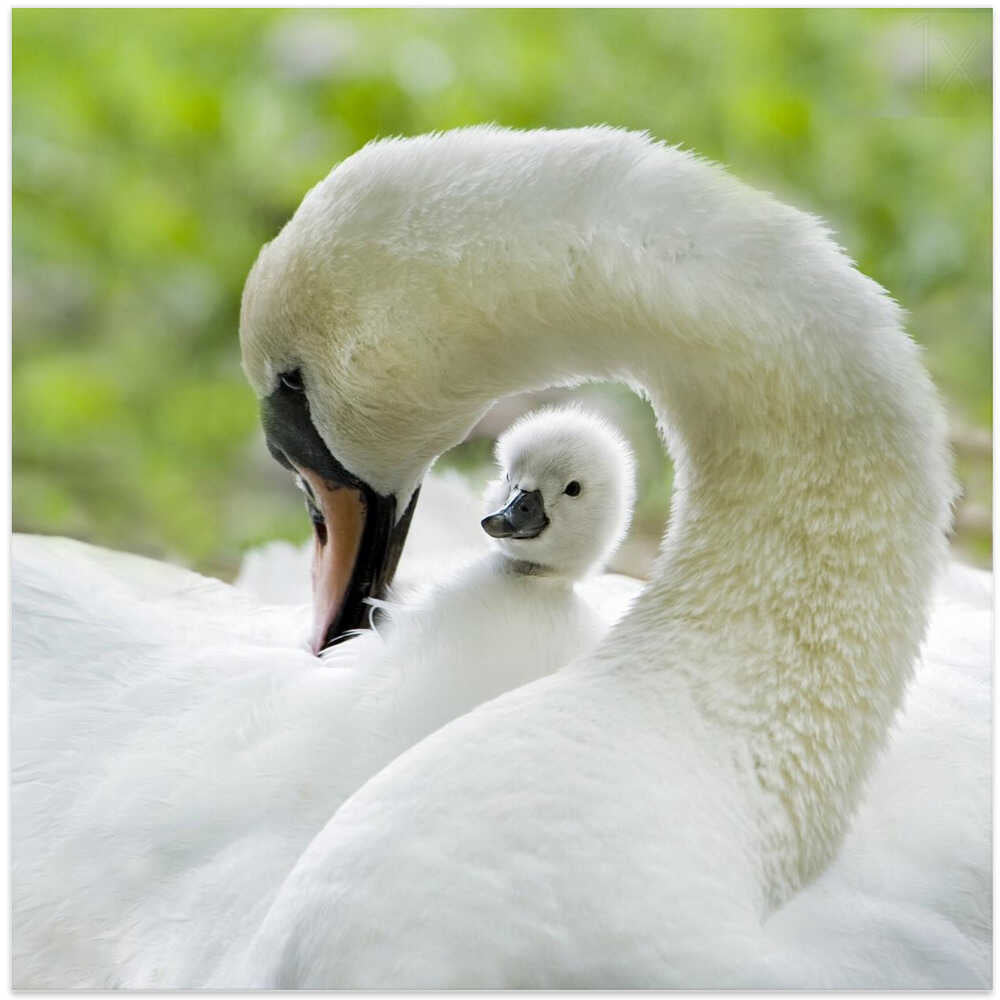 Gentle Swan and Cygnet - Square Stretched Canvas Poster or Fine Art Print