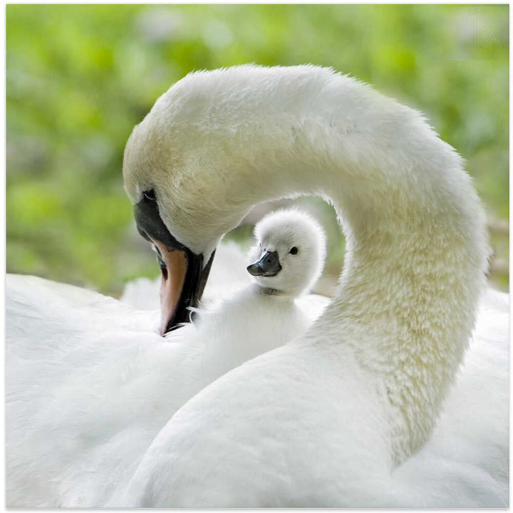 Gentle Swan and Cygnet - Square Stretched Canvas Poster or Fine Art Print