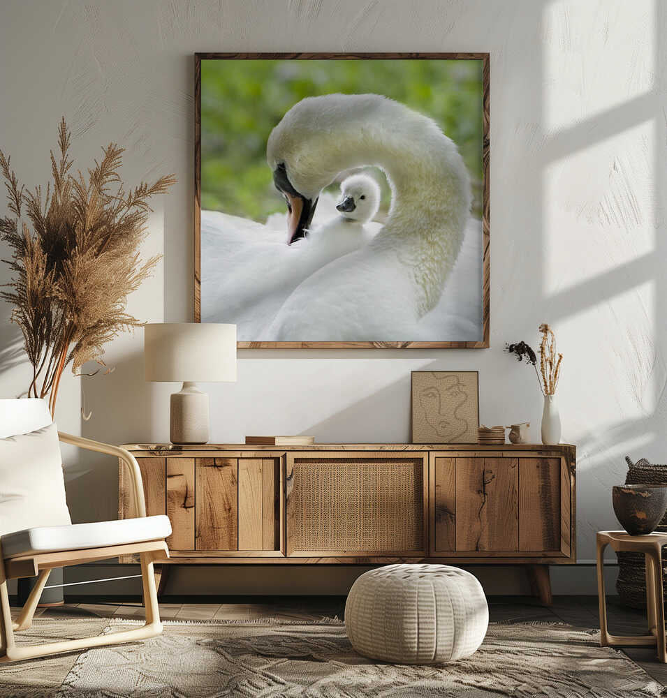Gentle Swan and Cygnet - Square Stretched Canvas Poster or Fine Art Print