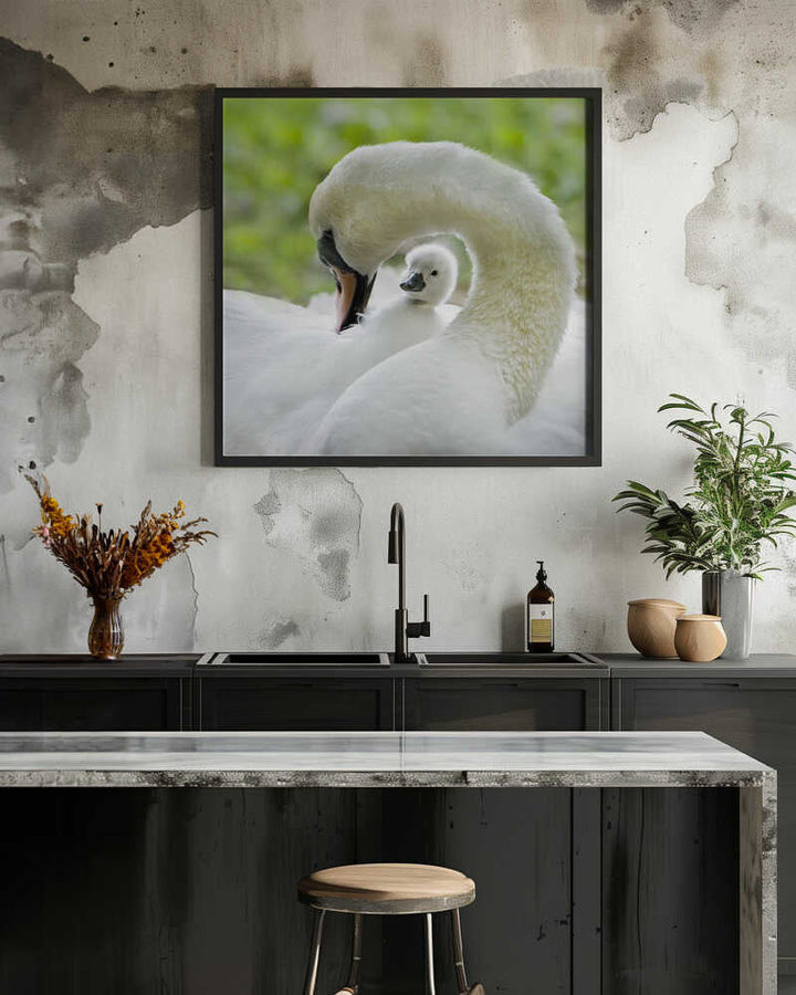 Gentle Swan and Cygnet - Square Stretched Canvas Poster or Fine Art Print