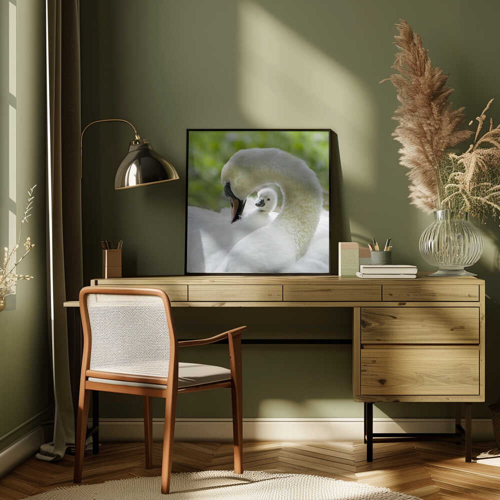 Gentle Swan and Cygnet - Square Stretched Canvas Poster or Fine Art Print