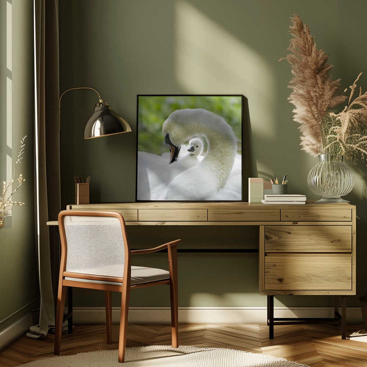 Gentle Swan and Cygnet - Square Stretched Canvas Poster or Fine Art Print