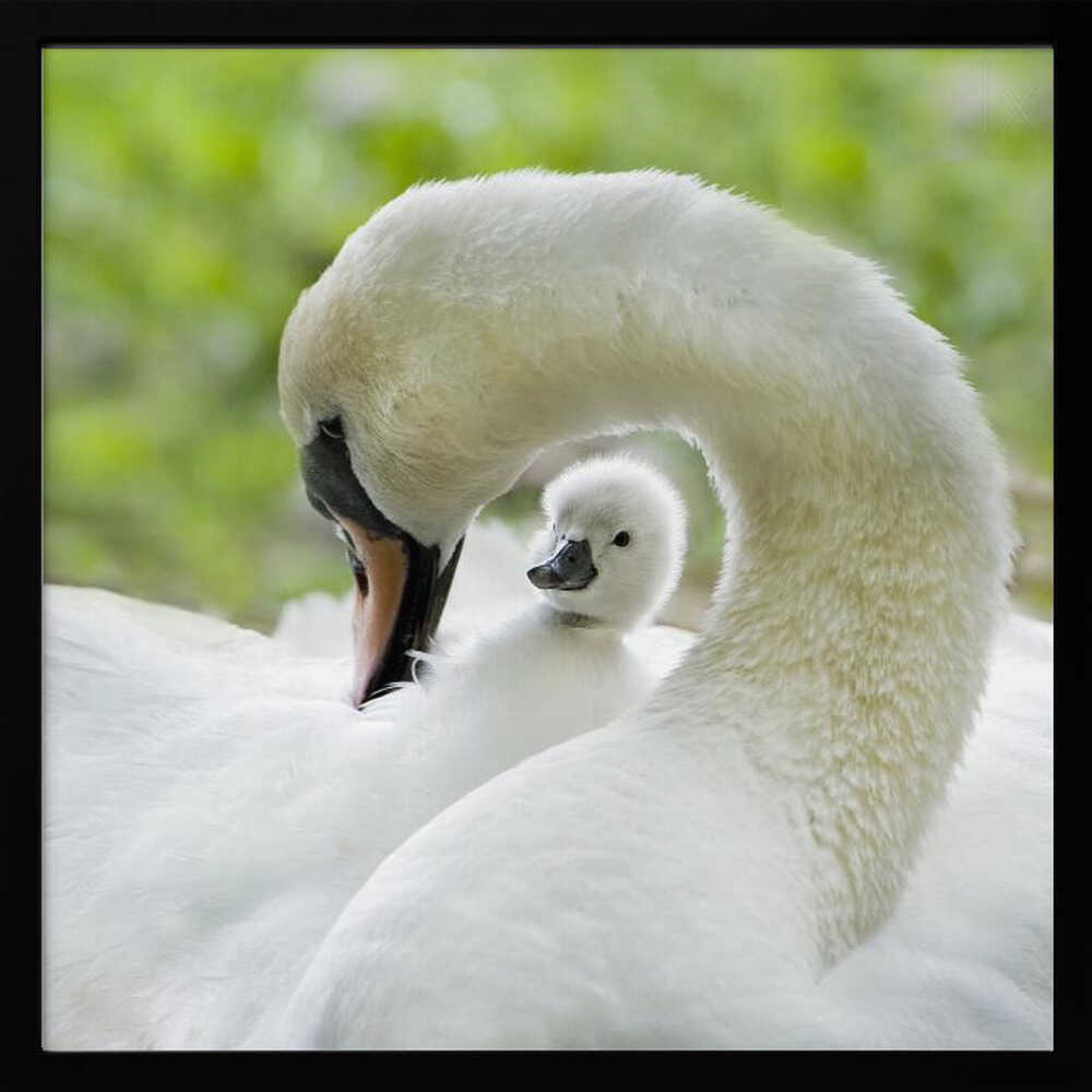 Gentle Swan and Cygnet - Square Stretched Canvas Poster or Fine Art Print