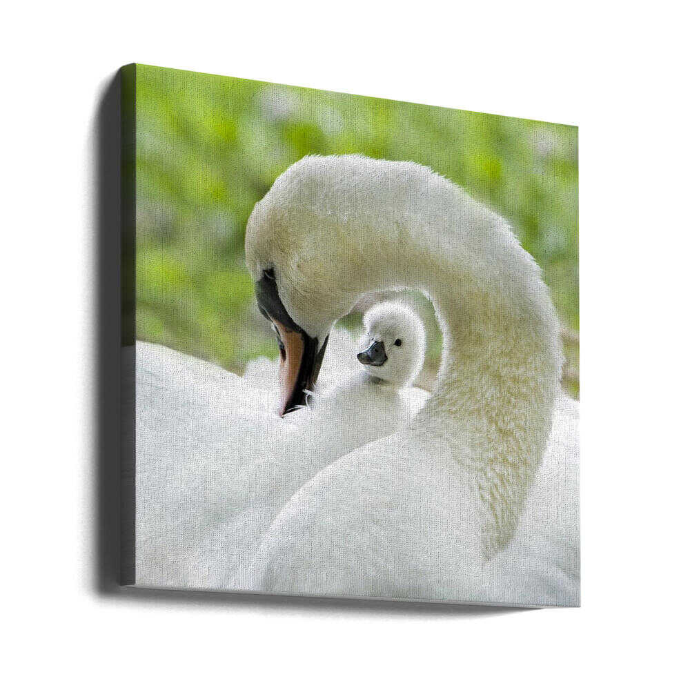 Gentle Swan and Cygnet - Square Stretched Canvas Poster or Fine Art Print