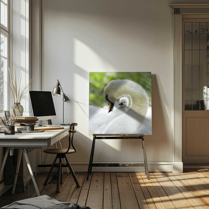 Gentle Swan and Cygnet - Square Stretched Canvas Poster or Fine Art Print
