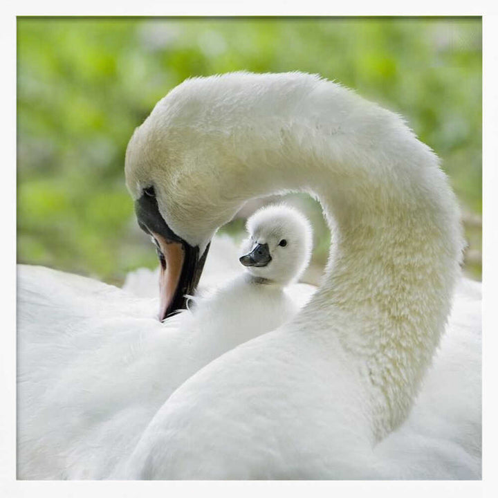Gentle Swan and Cygnet - Square Stretched Canvas Poster or Fine Art Print