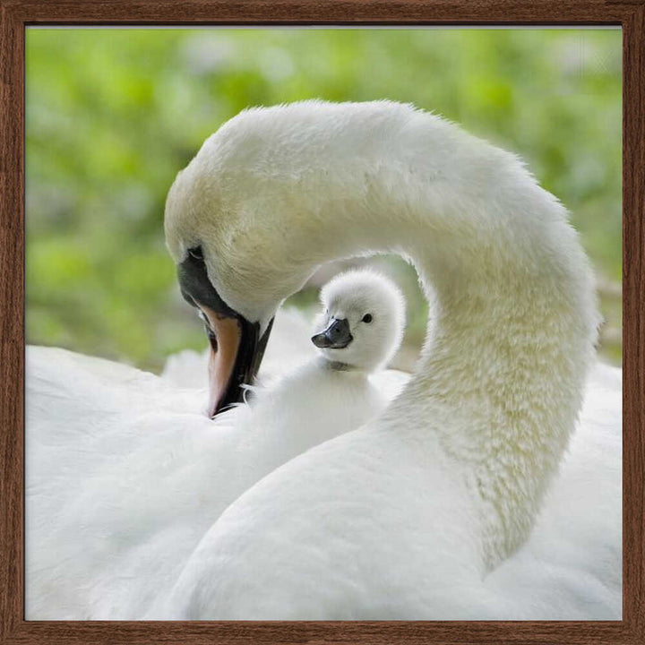 Gentle Swan and Cygnet - Square Stretched Canvas Poster or Fine Art Print