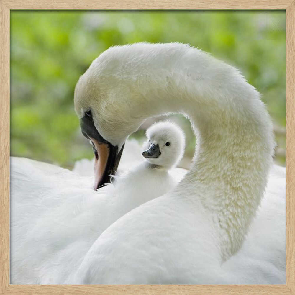 Gentle Swan and Cygnet - Square Stretched Canvas Poster or Fine Art Print