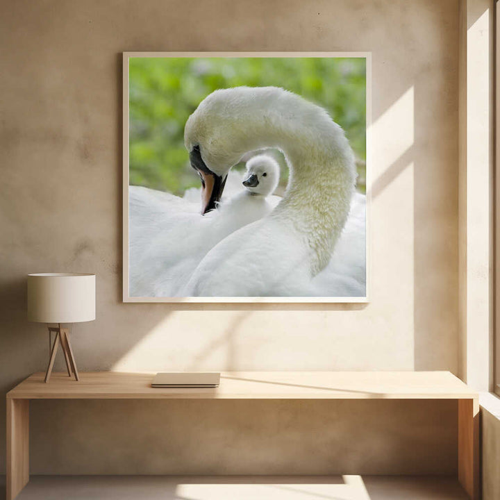 Gentle Swan and Cygnet - Square Stretched Canvas Poster or Fine Art Print
