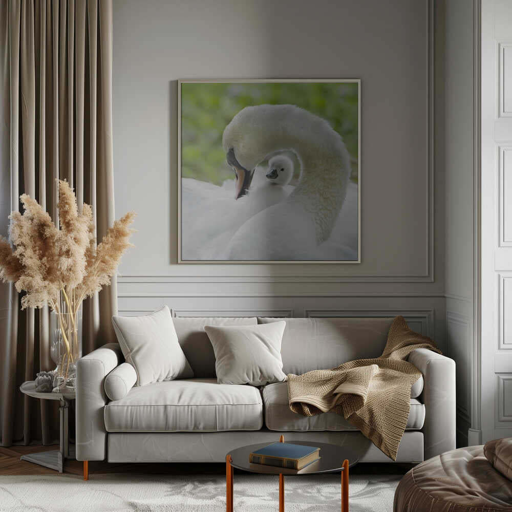 Gentle Swan and Cygnet - Square Stretched Canvas Poster or Fine Art Print