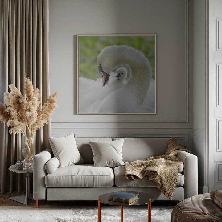 Gentle Swan and Cygnet - Square Stretched Canvas Poster or Fine Art Print