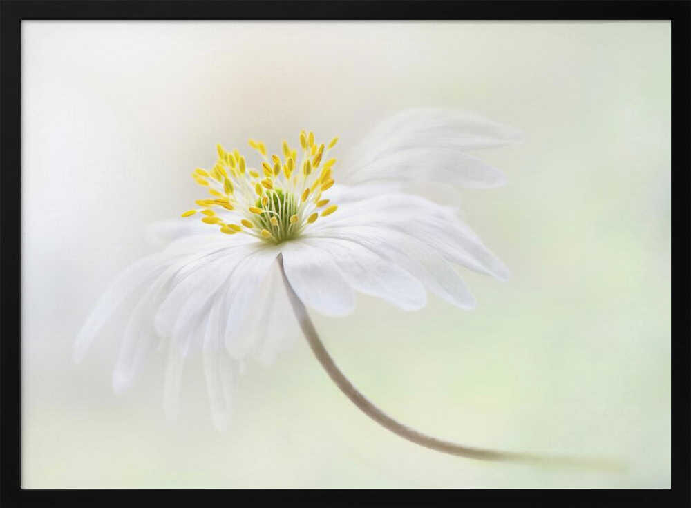 Gentle White Bloom - Stretched Canvas Poster or Fine Art Print