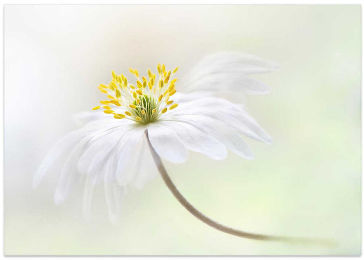 Gentle White Bloom - Stretched Canvas Poster or Fine Art Print