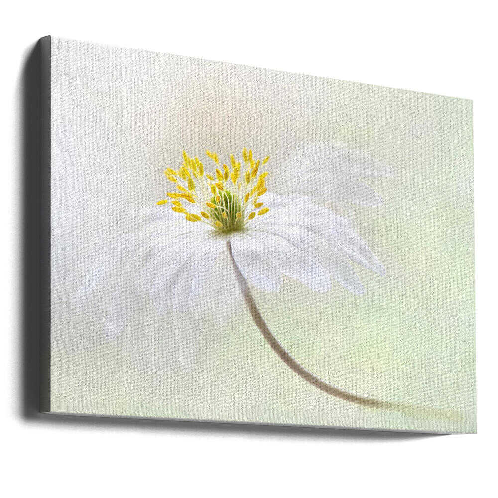 Gentle White Bloom - Stretched Canvas Poster or Fine Art Print