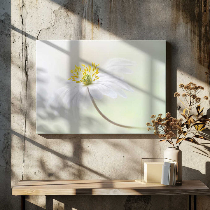 Gentle White Bloom - Stretched Canvas Poster or Fine Art Print