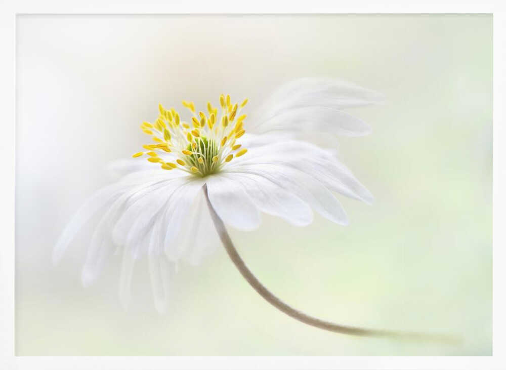 Gentle White Bloom - Stretched Canvas Poster or Fine Art Print