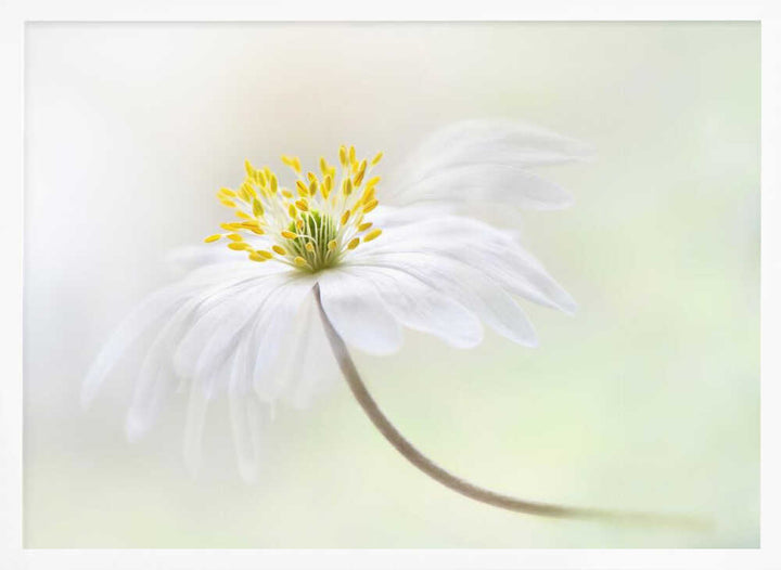 Gentle White Bloom - Stretched Canvas Poster or Fine Art Print